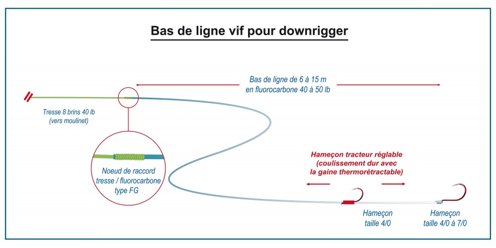 Bas de ligne accueillant le vif pour le Downrigger.