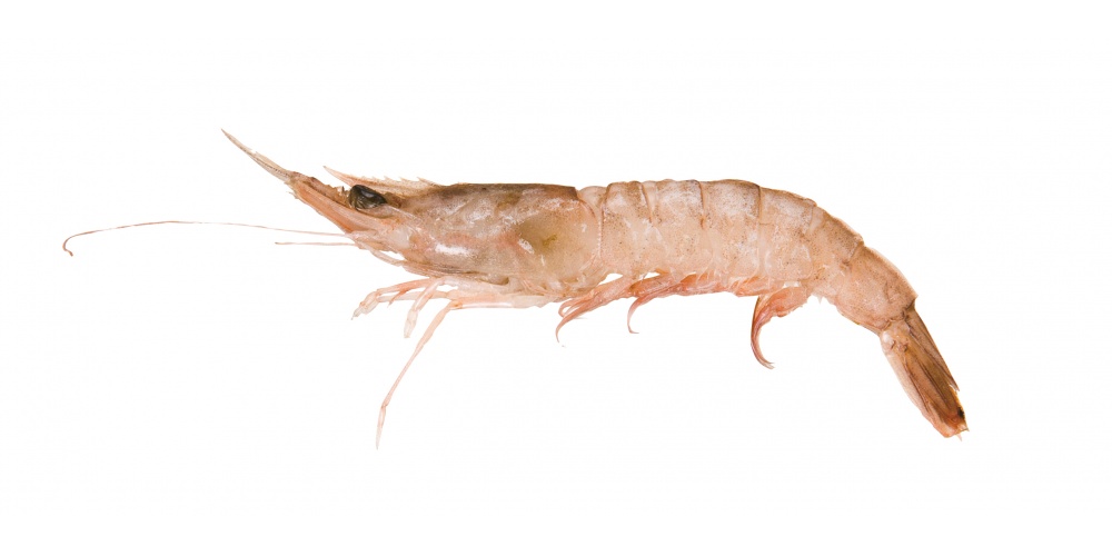 La crevette ou la gambas est une esche redoutable sur le merlu ! La crevette ou la gambas est une esche redoutable sur le merlu !