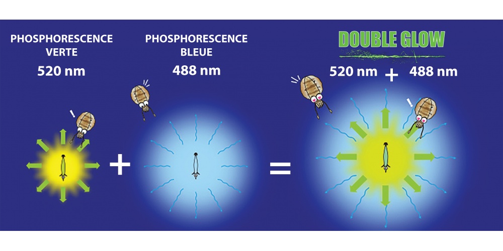 Phosphorescence verte à 520 nm + phosphorescence bleue à 488nm : double phosphorescence pour une double efficacité ! Phosphorescence verte à 520 nm + phosphorescence bleue à 488nm : double phosphorescence pour une double efficacité !