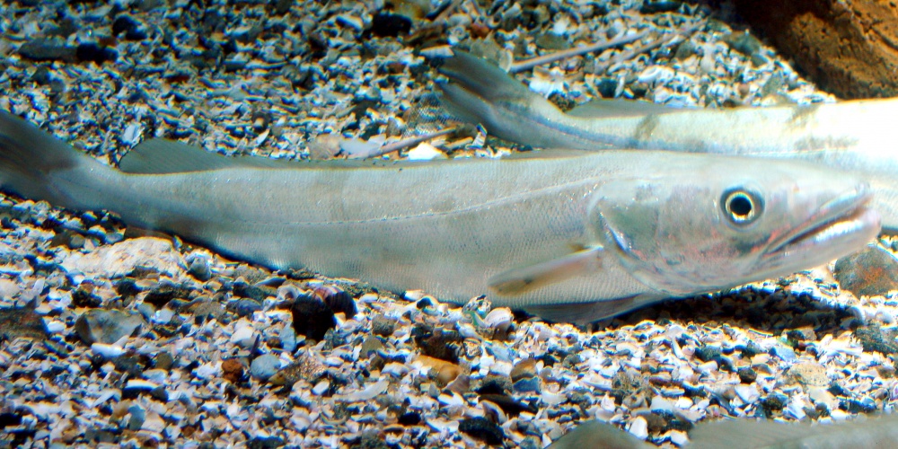 Le merlu est une espèce ayant une taille légale de capture (Merlu de l’aquarium Finisterrae de Corunna et Galice – source Wikimedia) Le merlu est une espèce ayant une taille légale de capture (Merlu de l’aquarium Finisterrae de Corunna et Galice – source Wikimedia)