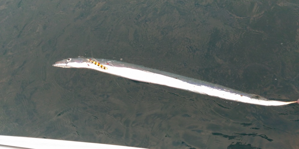 Un sabre de cette taille est toujours impressionnant Un sabre de cette taille est toujours impressionnant