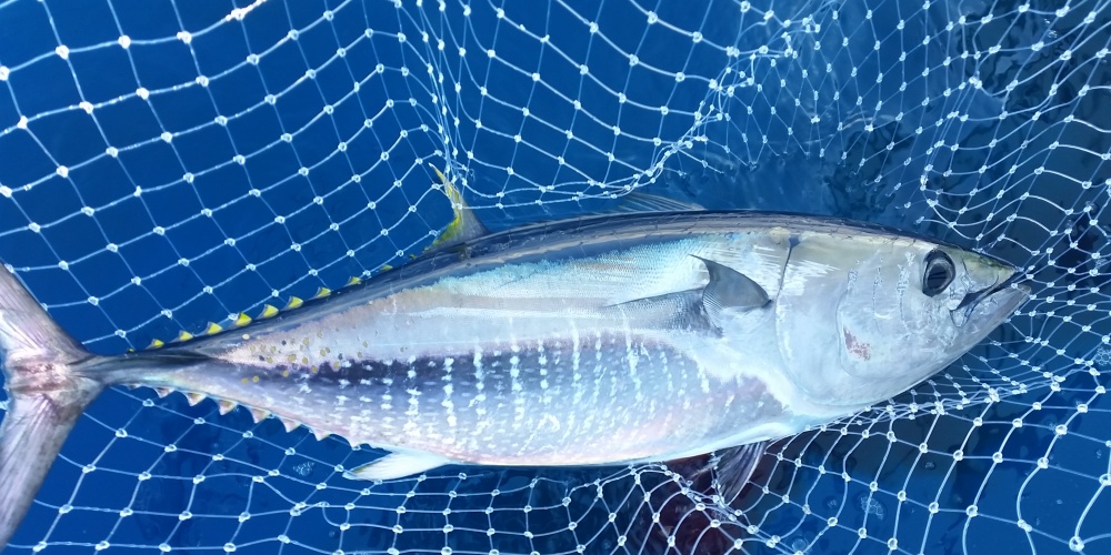 Une épuisette XL est parfaite pour la pêche aux leurres sur chasses de poissons de taille moyenne entre 10 et 40 kg Une épuisette XL est parfaite pour la pêche aux leurres sur chasses de poissons de taille moyenne entre 10 et 40 kg