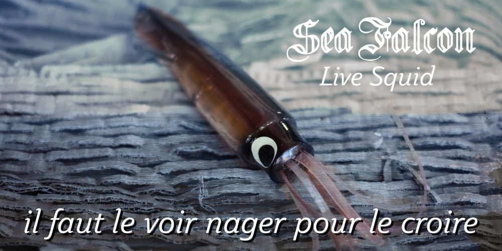 Live Squid, il faut le voir nager pour le croire