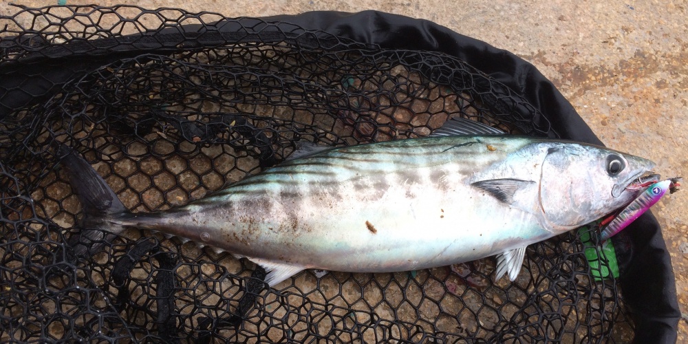 Pélamide prise en shore jigging avec un Blue Blue Sea Ride monté avec un double assist en tête