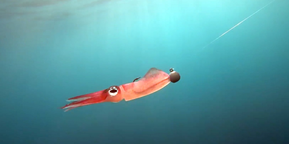Le calamar vivo en pêche avec une tête spinning, autre vue Le calamar vivo en pêche avec une tête spinning, autre vue