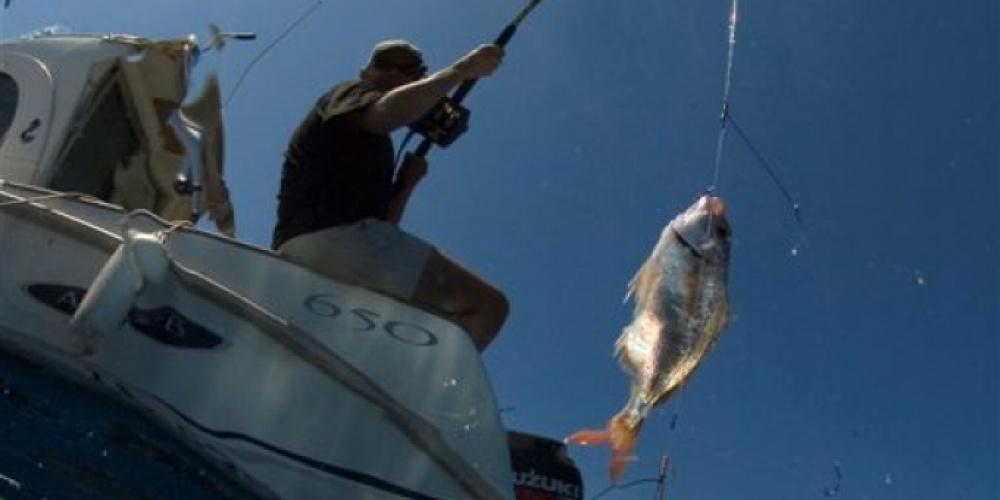 Pêche d'une daurade Pêche d'une daurade