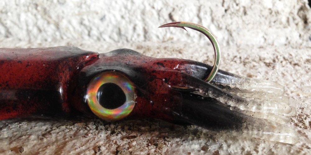 Tête du Kraken, une fois l'imitation hameçonnée Tête du Kraken, une fois l'imitation hameçonnée