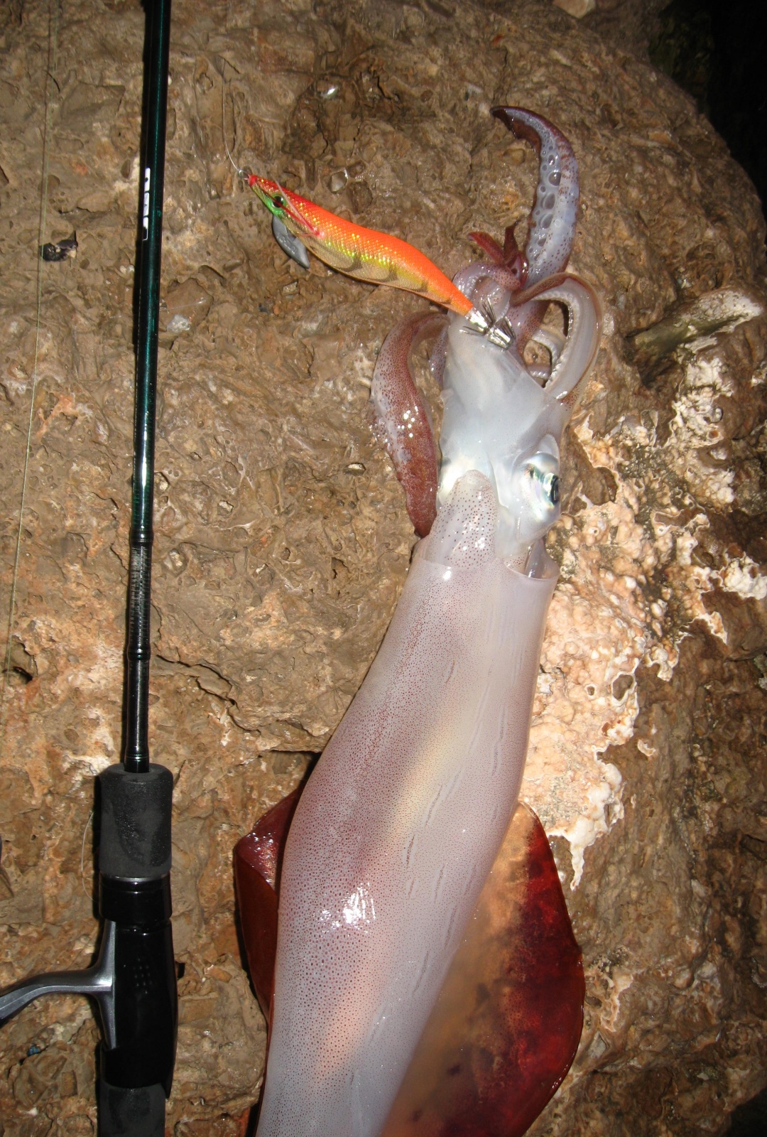 La pêche du calamar au bouchon lumineux