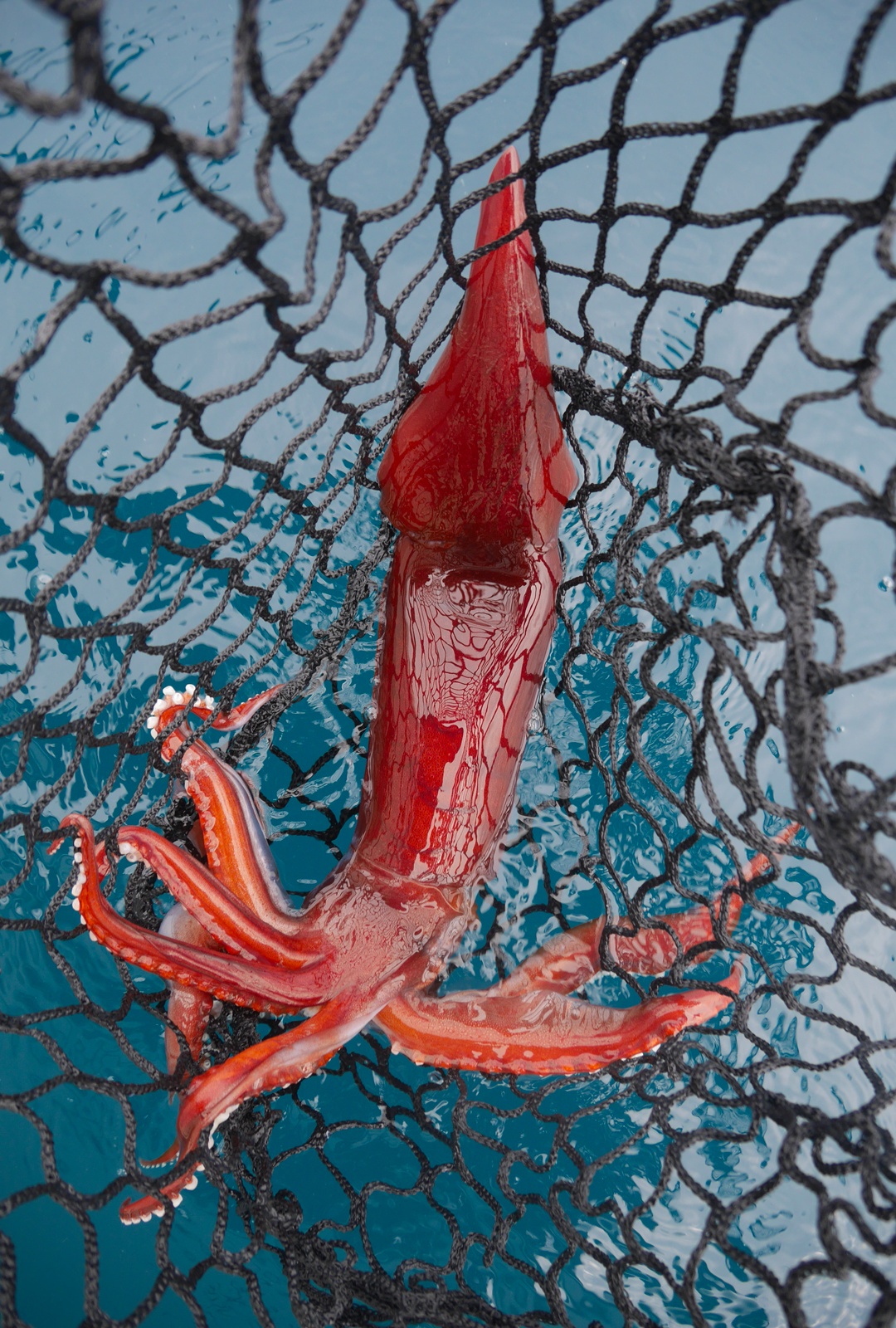 Pêche des calamars rouges dans les abysses - Blog Flashmer