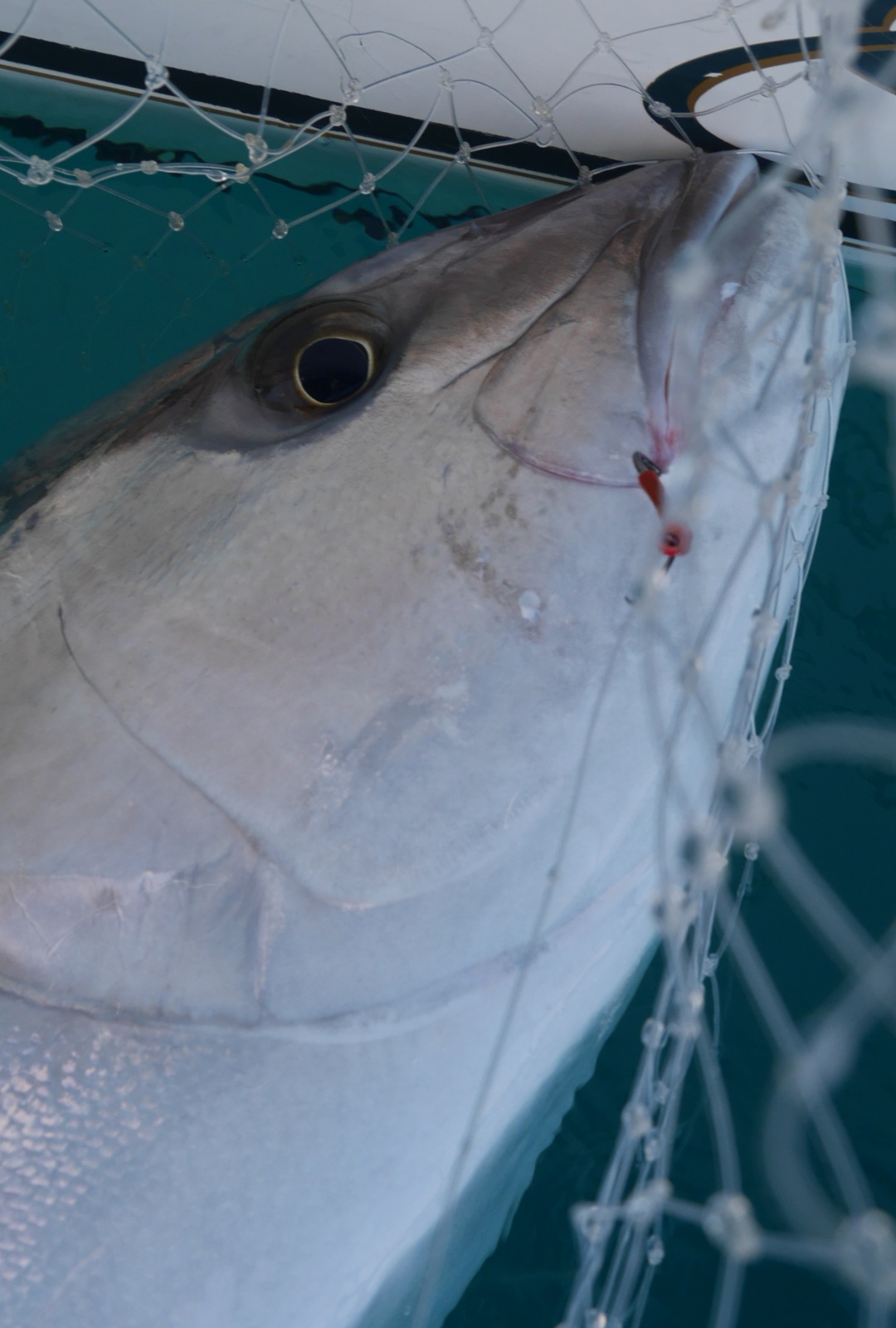 Downrigger guide et infos sur cette technique de pêche