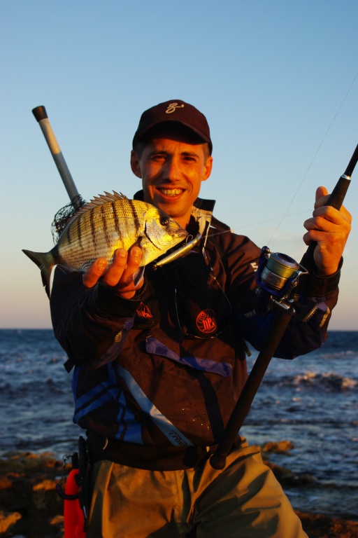 Beau sar pris au Seabass College 90 F sur un plateau rocheux