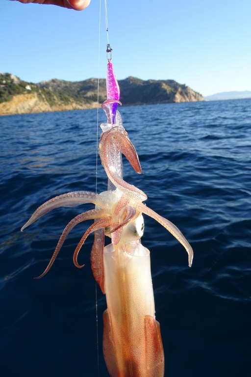 Calamar pris avec une Bubblin Yo-Zuri maniée en tataki Calamar pris avec une Bubblin Yo-Zuri maniée en tataki