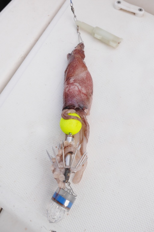 Astuce : Fabien utilise du fil de laiton pour ligaturer un calamar entier sur sa turlutte aiguille !
