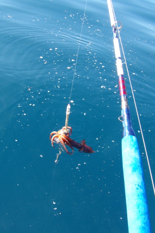 La pêche des calamars rouge en jigging est très facile avec le XL 600 Kristal Fishing