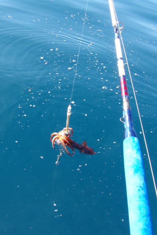 La pêche des calamars rouge en jigging est très facile avec le XL 600 Kristal Fishing La pêche des calamars rouge en jigging est très facile avec le XL 600 Kristal Fishing
