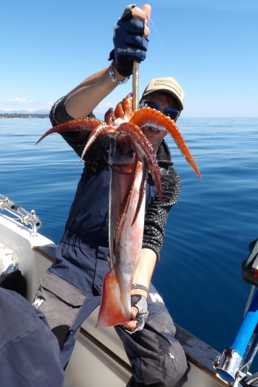 Enorme calamar rouge pris par le moniteur guide de pêche Fabien Harbers
