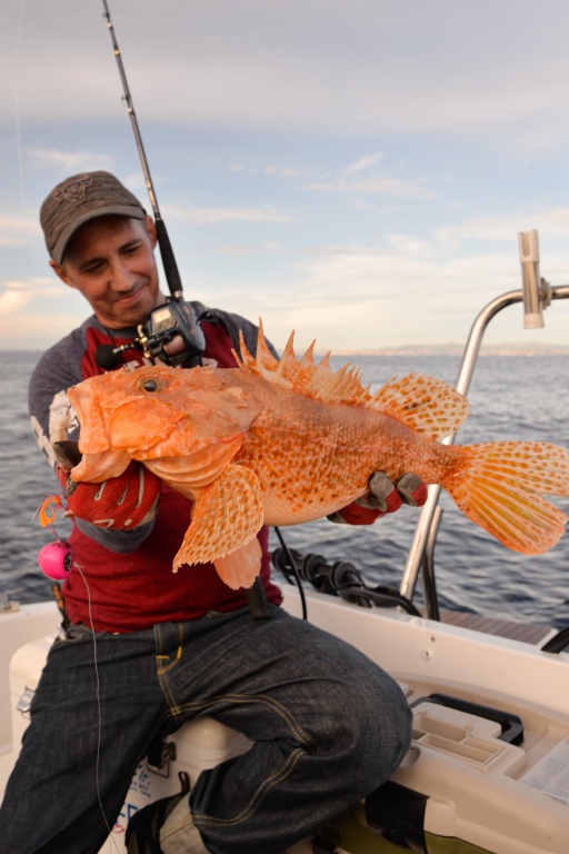 Bien que dotée d’une grande sensibilité en pointe, la canne In Shore C198 Top Fishing est assez puissante pour remonter ce type de poisson trophée ! 