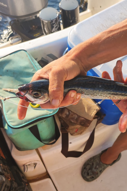 Le montage stewart est hyper efficace pour la technique de la pêche au vif avec un downrigger !