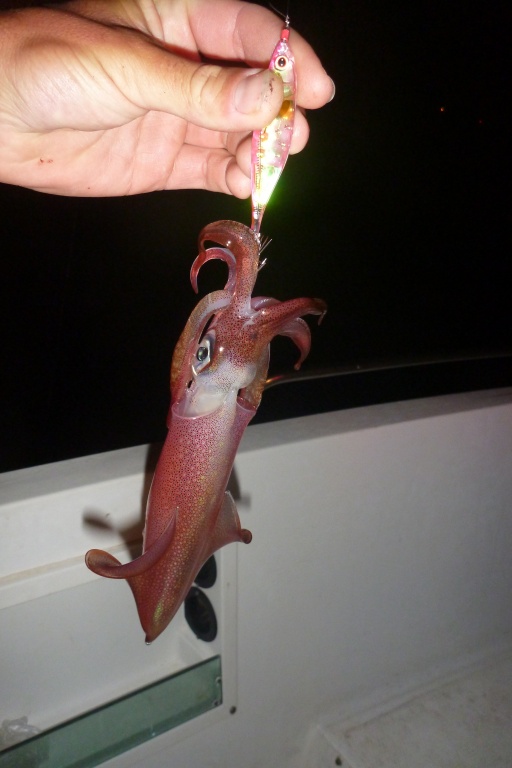 Ce calamar pris en tataki à l’Ultra Baits a la taille idéale pour servir de vif ! Ce type de calamar utilisé comme vif au downrigger est un must pour pêcher les dentis ! Ce calamar pris en tataki à l’Ultra Baits a la taille idéale pour servir de vif ! Ce type de calamar utilisé comme vif au downrigger est un must pour pêcher les dentis !