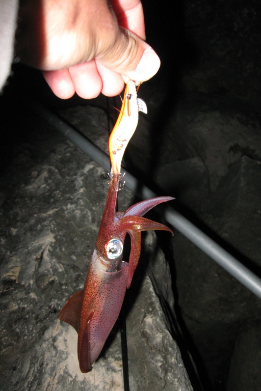 Une micro turlutte est très utile quand les calamars sont focalisés sur de petites proies