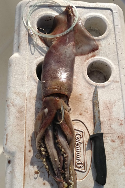 Entièrement enfilé sur le bas de ligne avec l’hameçon ressortant au niveau de la tête, la présentation de ce calamar est parfaite ! 