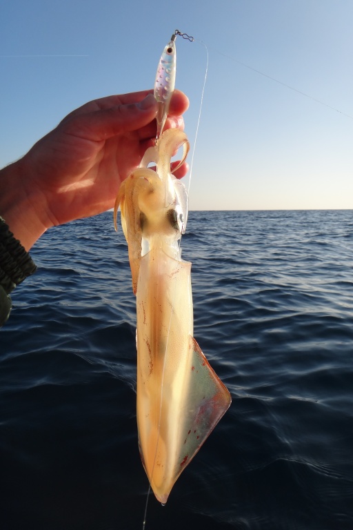 Il n’est pas toujours possible de pêcher des calamars pour servir de vif