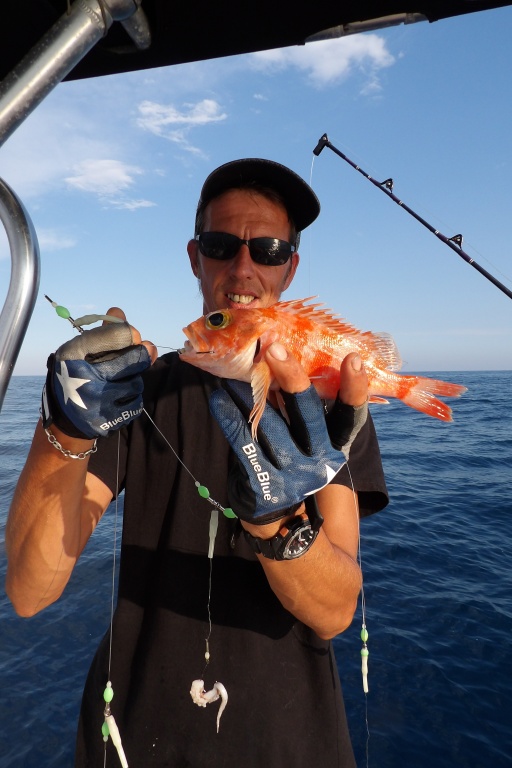 Les sébastes sont des poissons abondants en grandes profondeurs Les sébastes sont des poissons abondants en grandes profondeurs