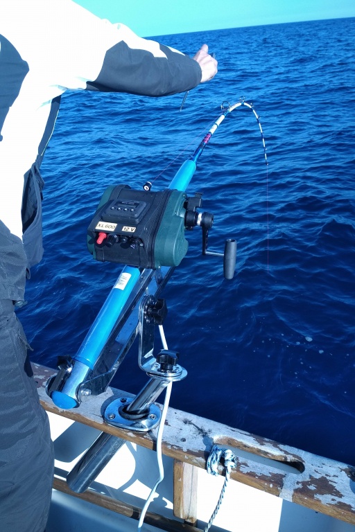 Le moulinet électrique XL 600 Kristal Fishing en action avec un gros calamar rouge au bout de la ligne Le moulinet électrique XL 600 Kristal Fishing en action avec un gros calamar rouge au bout de la ligne