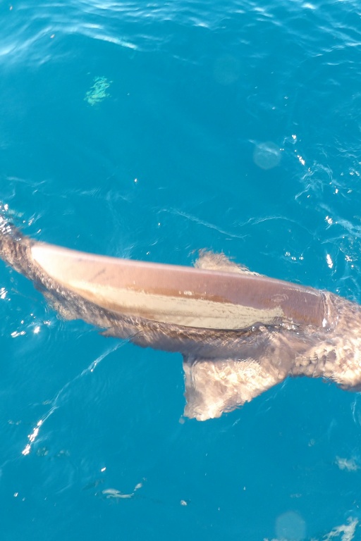 Requin griset arrivant au bateau