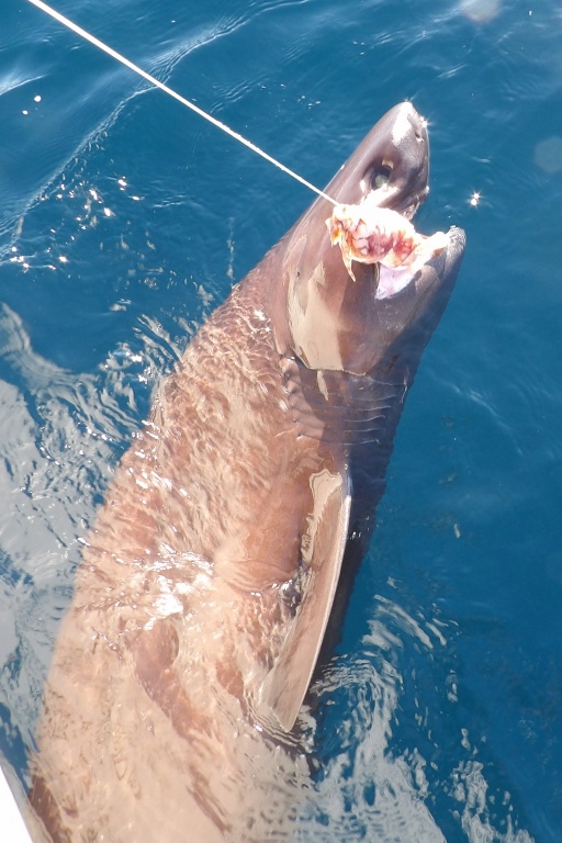Le requin griset ne souffre pas de décompression et s’avère très vigoureux en surface ! Le requin griset ne souffre pas de décompression et s’avère très vigoureux en surface !