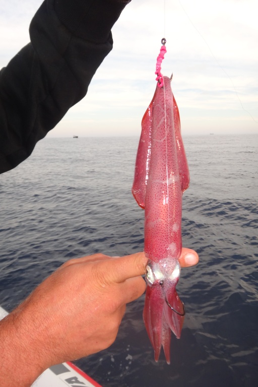Il n’est pas toujours possible de pêcher des calamars pour servir de vif