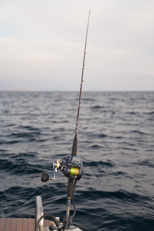 Associée à un moulinet électrique Sea King 550 HP WFT, la canne In Shore C198 Top Fishing  forme un combo idéal !
