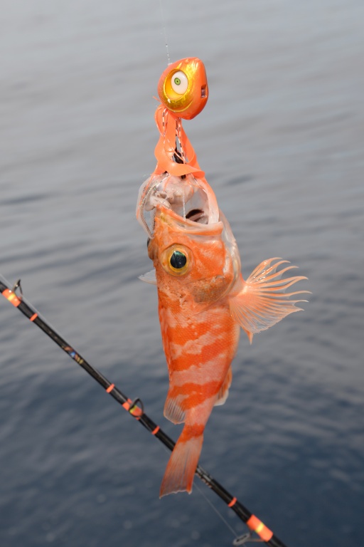 Les sébastes sont des poissons fréquemment touchés en grande profondeur 