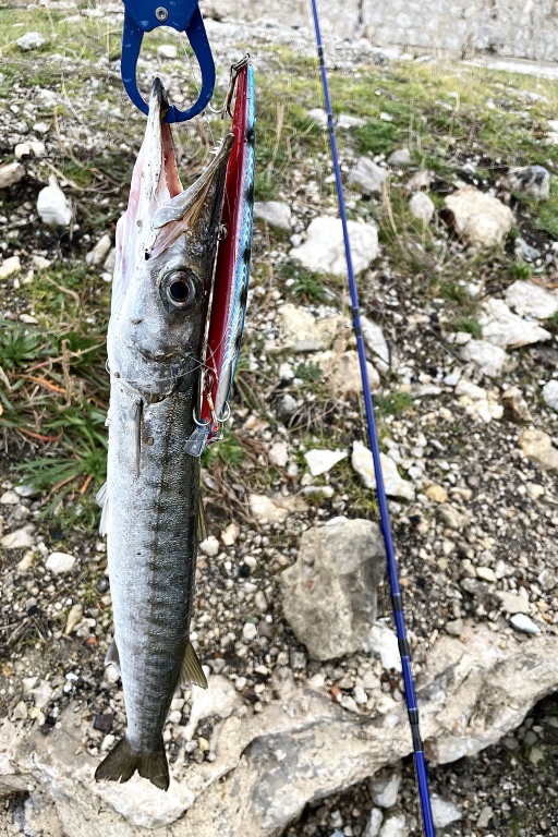 Beau barracuda pris au Mommotti 180 SS Seaspin avec la canne Weapons Top Fishing Beau barracuda pris au Mommotti 180 SS Seaspin avec la canne Weapons Top Fishing