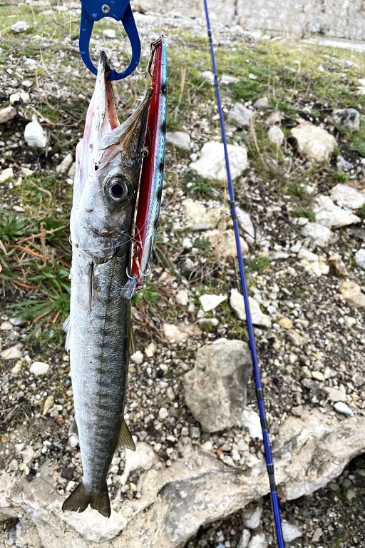 Beau barracuda pris au Mommotti 180 SS Seaspin avec la canne Weapons Top Fishing