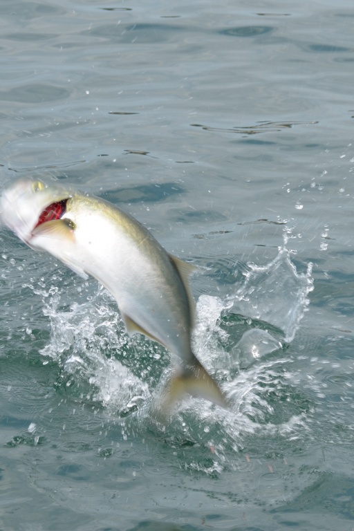 Le tassergal saute fréquemment hors de l’eau lors du combat…pour le plus grand plaisir des pêcheurs sportifs ! 