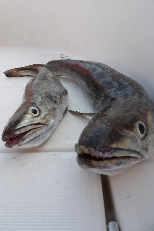 Pouvant atteindre 1,10 m pour prés de 10 kg, le merlu est un poisson de grands fonds vivant en bancs parfois très importants. Ainsi, il n’est pas rare de multiplier les prises Pouvant atteindre 1,10 m pour prés de 10 kg, le merlu est un poisson de grands fonds vivant en bancs parfois très importants. Ainsi, il n’est pas rare de multiplier les prises