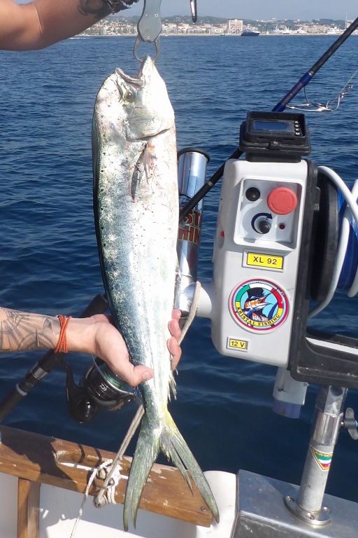 La technique du downrigger permet également de pêcher les coryphènes sur ligne light