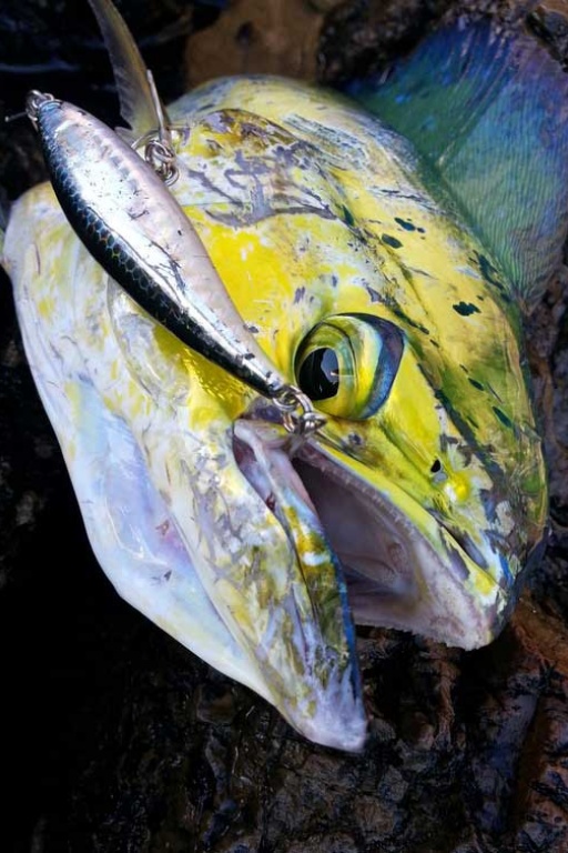 Coryphène prise au Janas 107 en shore jigging ! 