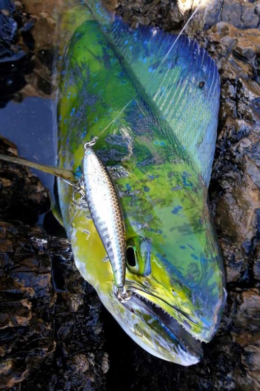 Coryphène prise au Janas 107 en shore jigging ! 