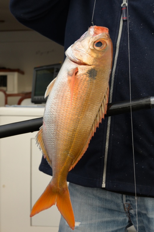 Pouvant atteindre plus de 3 kg, la daurade rose est une prise de choix en pêche profonde. Il n’est pas rare de faire des doublés ou des triplés sur la même ligne ! Pouvant atteindre plus de 3 kg, la daurade rose est une prise de choix en pêche profonde. Il n’est pas rare de faire des doublés ou des triplés sur la même ligne !
