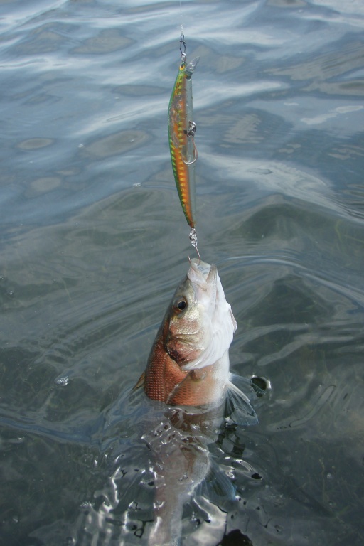 En ayant équipé ce Seabass College Tackle House de simples, ce poisson en dessous de la taille légale pourra repartir en pleine forme En ayant équipé ce Seabass College Tackle House de simples, ce poisson en dessous de la taille légale pourra repartir en pleine forme