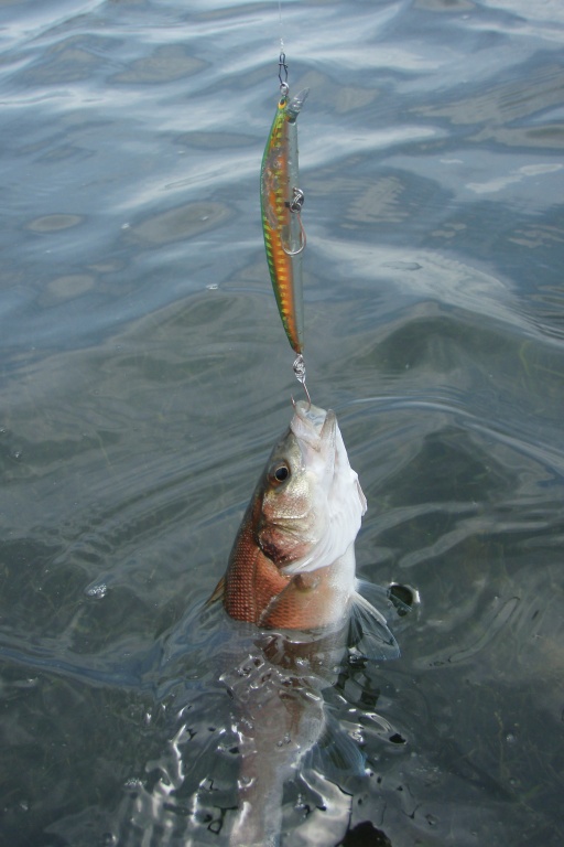 En ayant équipé ce Seabass College Tackle House de simples, ce poisson en dessous de la taille légale pourra repartir en pleine forme