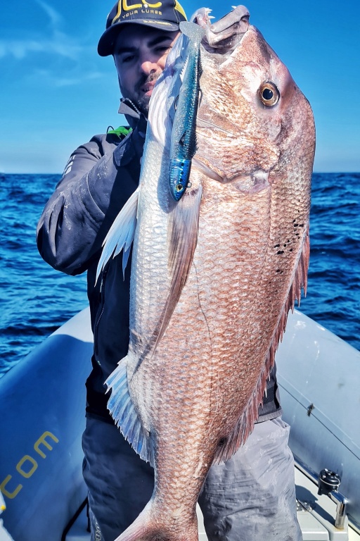 Cet énorme denti pêché au shad Real Fish JLC prouve son efficacité sur les poissons records !