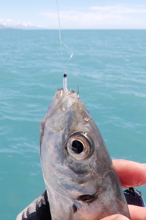 Un bon sabiki permet de prendre rapidement des vifs pour le downrigger