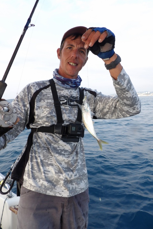 Ce sévereau pris par Fabien Harbers fera un vif parfait pour le montage Snapper Adjustable Hayabusa utilisé avec un downrigger Ce sévereau pris par Fabien Harbers fera un vif parfait pour le montage Snapper Adjustable Hayabusa utilisé avec un downrigger