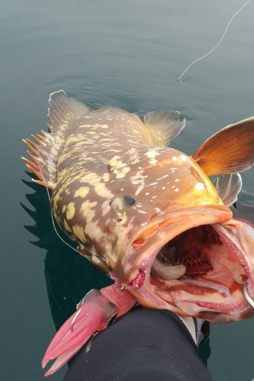 En Espagne, un superbe mérou a été attrapé en Kayak grâce au Vivo Calamar