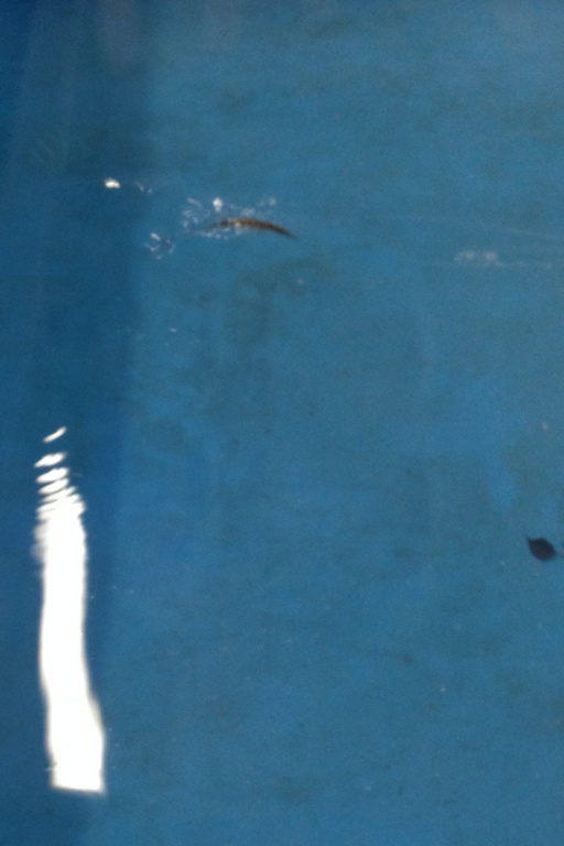 Bent Minnow : la nage est sublime Bent Minnow : la nage est sublime