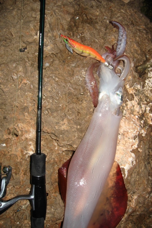 calamar avec turluttes yo-zuri aurie-Q