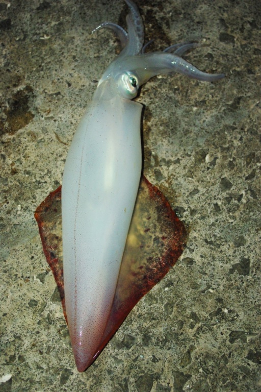 un calamar pêche à l'attractant 